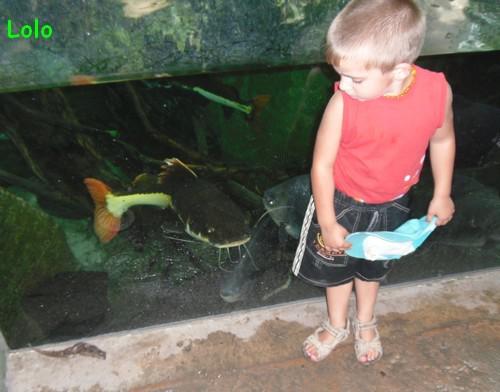 Dimanche entre Terre et Mer !! dimanchepoissonchatdoudou.jpg