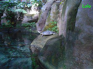 Dimanche entre Terre et Mer !! dimanchetortue.jpg