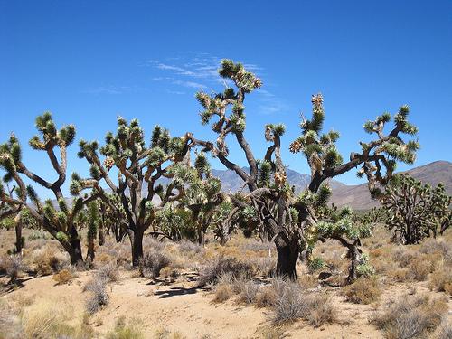 Josua Trees dans le désert de Mojave