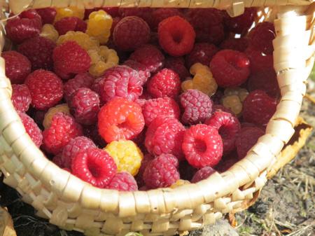 FRAMBOISES Ils sont beaux mes légumes, ils sont beaux