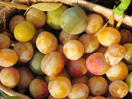 BABELLES Ils sont beaux mes légumes, ils sont beaux