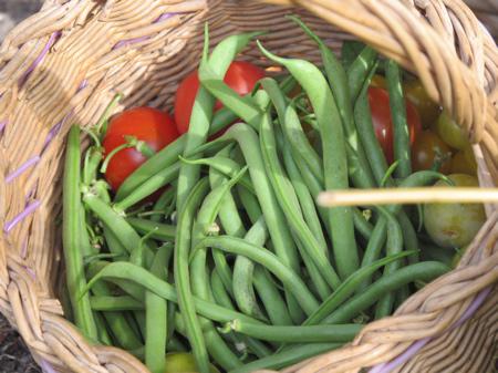 HARICOTS Ils sont beaux mes légumes, ils sont beaux