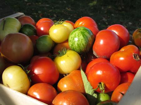 TOMATOES Ils sont beaux mes légumes, ils sont beaux