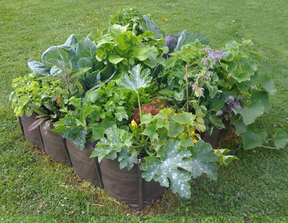 bacsac Ils sont beaux mes légumes, ils sont beaux