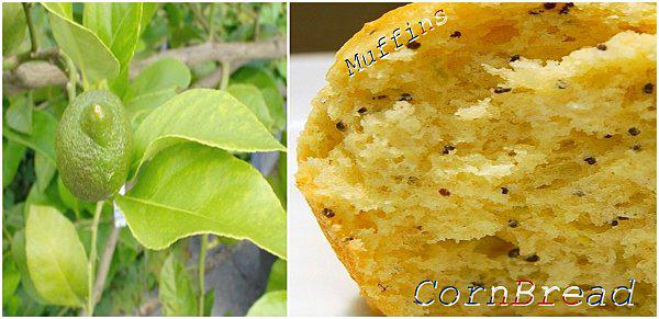 CornBread au Pavot & Citron façon Muffins