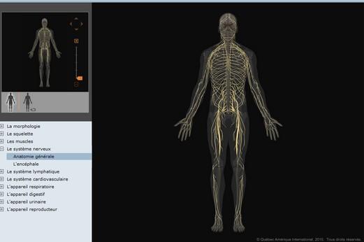anatomie corps humain Anatomie du corps humain virtuelle