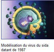 Sida : le virus d'immunodéficience du singe beaucoup plus ancien qu'estimé