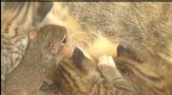 chat allaite ecureuil etats unis chaton bébé