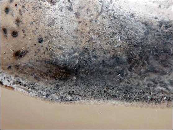 Menace p1150108.1283721912.jpg