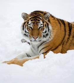 La Chine protège le tigre de Sibérie