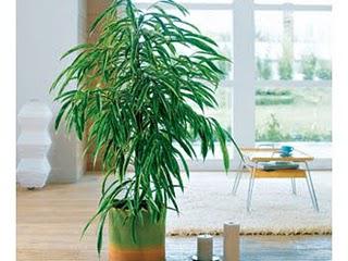 L'amour à la chlorophyle... L'amour à la chlorophyle...