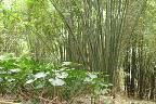 Dans la jungle Dans la jungle