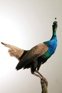 Fabulations « On the wild side » au Centre d’art le LAIT | Albi | (81)