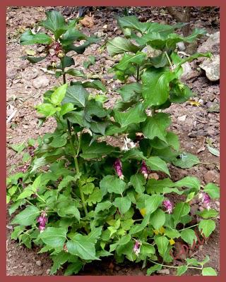 Deux petits nouveaux au jardin d'Oscar, et ce n'est que l... Deux petits nouveaux au jardin d'Oscar, et ce n'est que l...