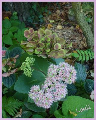 L'automne se fait sentir, les jardineries se ré-approvisi... L'automne se fait sentir, les jardineries se ré-approvisi...