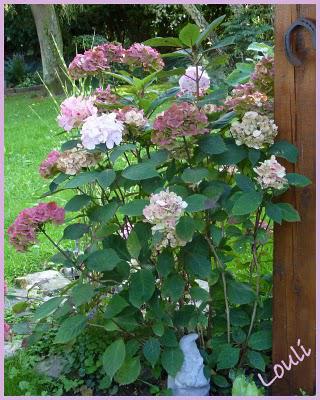 L'automne se fait sentir, les jardineries se ré-approvisi... L'automne se fait sentir, les jardineries se ré-approvisi...