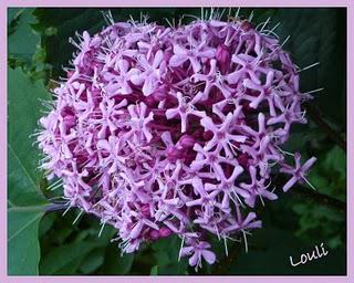 L'automne se fait sentir, les jardineries se ré-approvisi... L'automne se fait sentir, les jardineries se ré-approvisi...