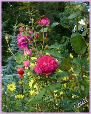 L'automne se fait sentir, les jardineries se ré-approvisi... L'automne se fait sentir, les jardineries se ré-approvisi...