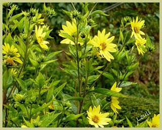L'automne se fait sentir, les jardineries se ré-approvisi... L'automne se fait sentir, les jardineries se ré-approvisi...