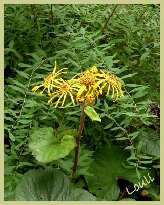 L'automne se fait sentir, les jardineries se ré-approvisi... L'automne se fait sentir, les jardineries se ré-approvisi...