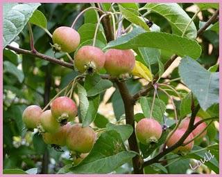L'automne se fait sentir, les jardineries se ré-approvisi... L'automne se fait sentir, les jardineries se ré-approvisi...