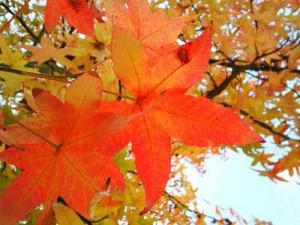 Vacances été indien Vacances été indien