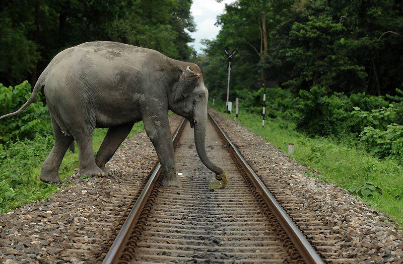 Jeudi 16 septembre, à Siliguri, au Bengale occidental, cet éléphant traverse une voie de chemin de fer. 