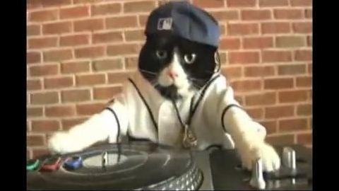 DJ Kitty ... Quand un chat se prend pour David Guetta DJ Kitty ... Quand un chat se prend pour David Guetta