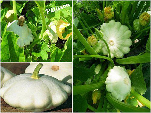 Galette façon Rösti Courgette, Pâtisson & Crème à l'Ail Patisson.jpg