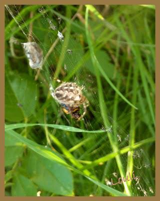 C'est l'Automne... C'est l'Automne...