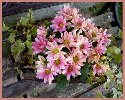 C'est l'Automne... C'est l'Automne...