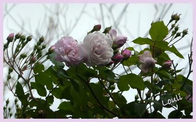 C'est l'Automne... C'est l'Automne...