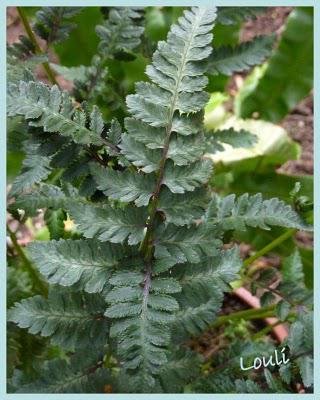 C'est l'Automne... C'est l'Automne...