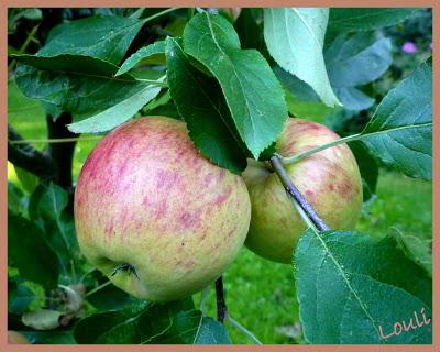 C'est l'Automne... C'est l'Automne...