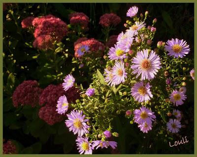 C'est l'Automne... C'est l'Automne...