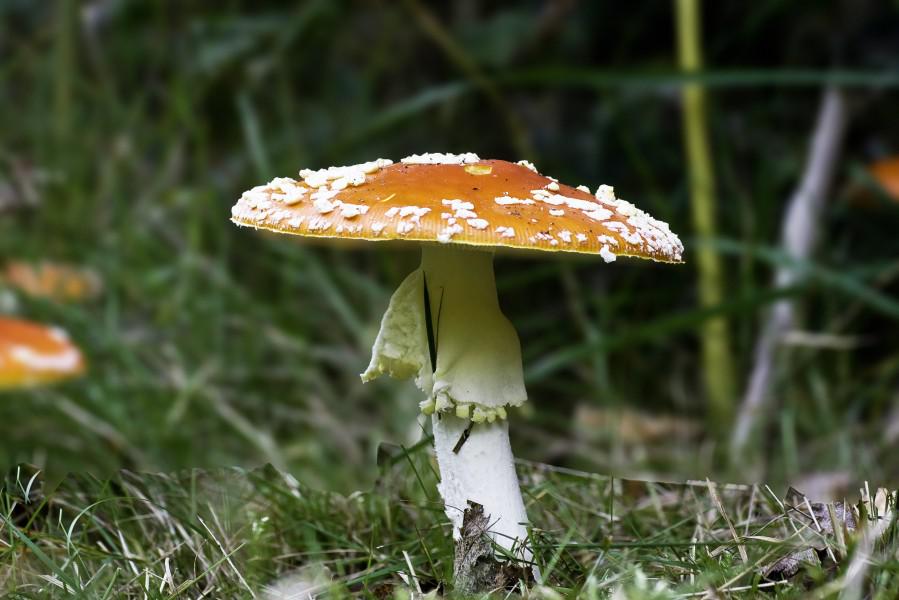 champignon : amanite-tue-mouche _MG_8816 copie.jpg