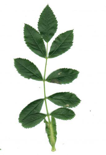 rosa feuille endroitIMG.jpg