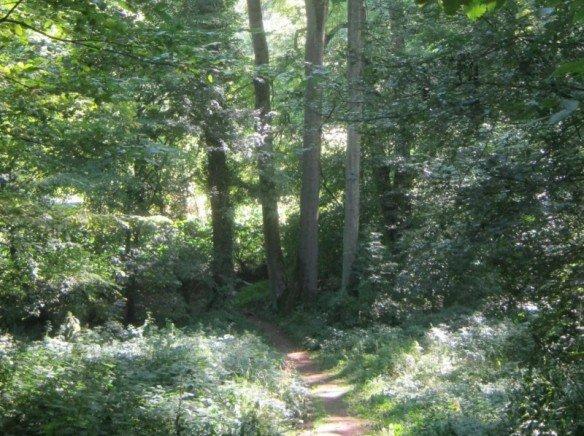 Hayange: Une marche en Val-de-Fensch Bois d'Hayange