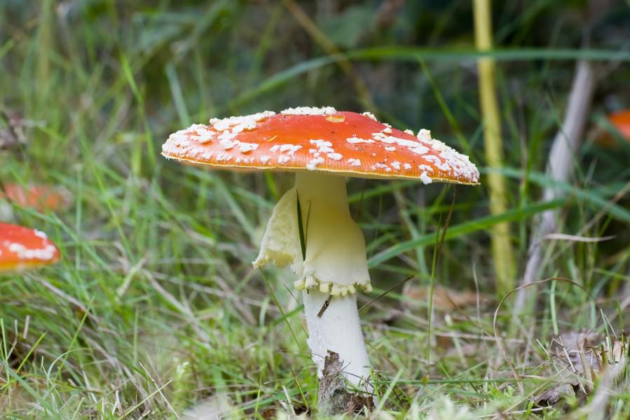 champignon : amanite-tue-mouche _MG_8816_2.JPG