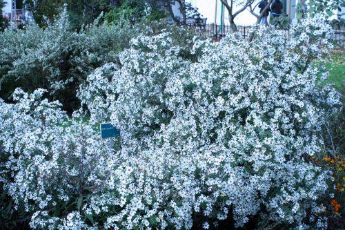 aster maculatus jardin des plantes 10 oct 029.jpg