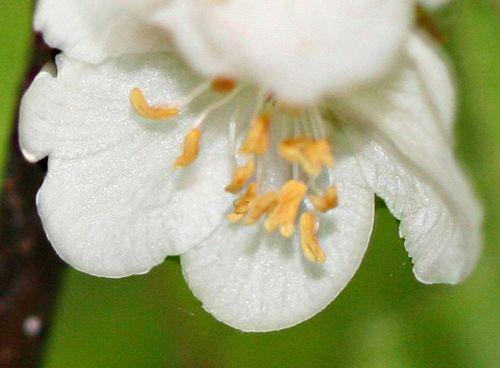 actinidia kolomikta fleur p 12 mai 034.jpg