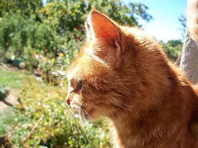 RIP Touffu RIP Touffu