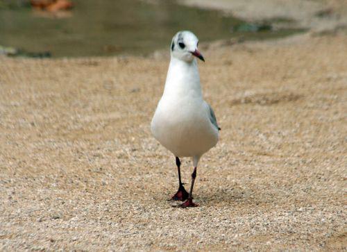 mouette paris 26 sept 2010 025.jpg