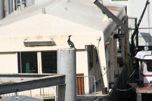cormoran à paris 9 mars 039.jpg