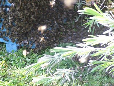 Les abeilles ne veulent pas des OGM : signez la pétition !