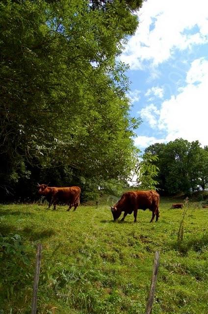 Salers en pâturages - Artense - Cantal