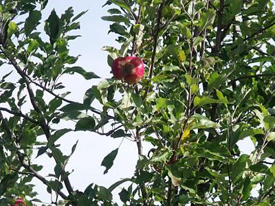 AU BORD DU LAC.... AU BORD DU LAC....
