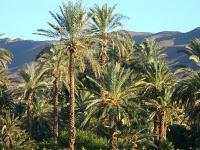 Deux fois plus de dattes à Ouarzazate et dans la Vallée du Draâ