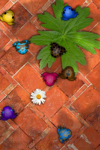 PocketFrogs2 Elles sont si jolies ces grenouilles !