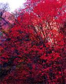 je fais un geste pour MA planète !!! erable.jpg